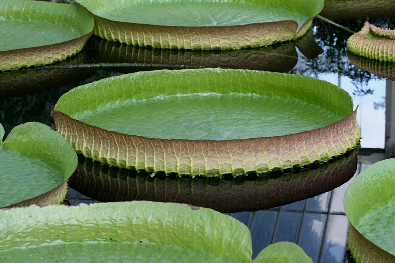 giant waterlily